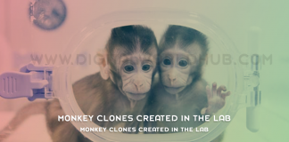 Monkey Clones Created in the Lab