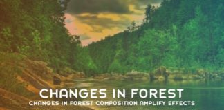 Changes In Forest Composition Amplify Effects