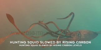 Hunting Squid Slowed By Rising Carbon Levels