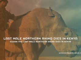 Sudan The Last Male Northern Rhino Dies in Kenya
