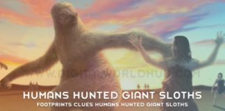 Footprints Clues Humans Hunted Giant Sloths
