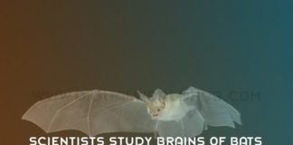 Scientists Study Brains Of Bats